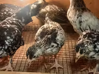 Bantam giapponese — foto 6