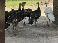 Turkeys — عکس 2