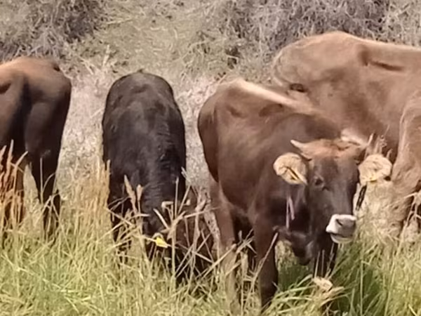 Cow, Cattle — Kyrgyzstan