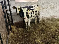 Goveda (partija, pol nije naveden), Russian Black pied cattle — fotografija 1