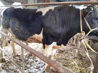 Toro, Russian Black pied cattle — foto 4