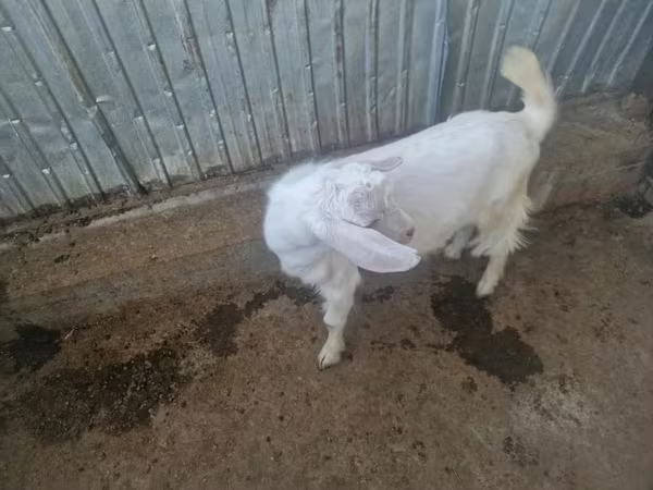 雌ヤギ, Nubian Goat