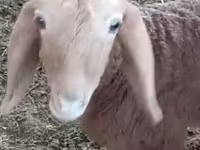 แกะตัวผู้, Arashan sheep — รูปภาพ 8