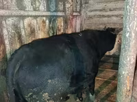 ষাঁড়, এবার্ডিন-অ্যাঙ্গাস — ছবি 6