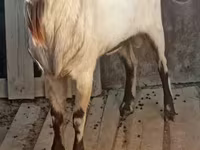 Keçi, Alpine goat — foto 1