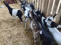 Ziegenbock, Ziegen — Foto 2