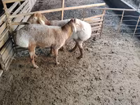 قوچ, Arashan sheep — عکس 1