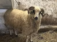 قوچ, Racka sheep — عکس 5