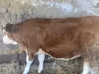 Lembu betina, Simmental cattle — foto 2
