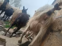 Ged, Saanen goat — foto 4