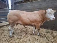 Бух, Blonde d’Aquitane cattle — 4 зураг