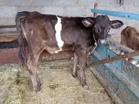 گاو نر, نژاد آلتائو — عکس 4