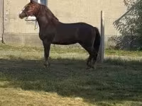 Égua, Cavalos — foto 1