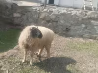 Овен, Blackheaded Persian sheep — снимка 2