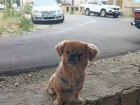 Cins: Pekinges (Pekingese) Rəng: açıq qəhvəyi/qızılı Cinsiyyəti: erkək — عکس 5