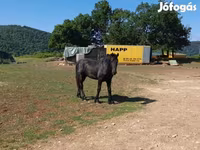 Cheval, Friesian — photo 3