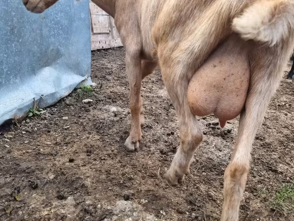 Dê cái, Dê