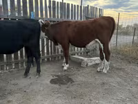 Krava, Simmental cattle — foto 3