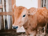 Гранулированный комбикорм для крупного рогатого скота / Nutraț combinat granulat pentru bovine — الصورة 3