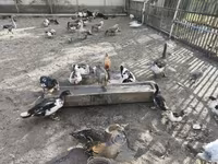 Ducks — फ़ोटो 4