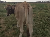 Lembu betina, Brown Mountain — foto 2