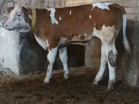 Bou, Simmental cattle — foto 1