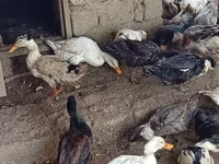 Ducks — รูปภาพ 8