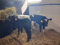 Býk, Simmental cattle — foto 5