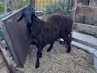 Beran, Hissar sheep — foto 6