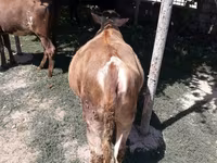 Krava, Simmental cattle — fotografija 4