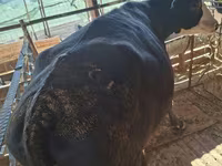 गाय, Latvian Blue cattle — फ़ोटो 3