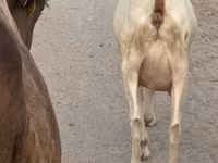 Koza, Saanen goat — foto 4