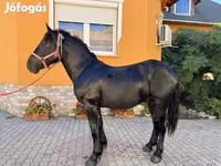Kuda jantan, Hungarian horse breed — foto 6