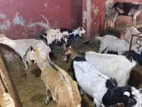 Ямаа (бүлэг, хүйс заагаагүй), Ямаа — 7 зураг