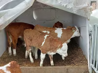 گاو نر, Simmental cattle — عکس 2
