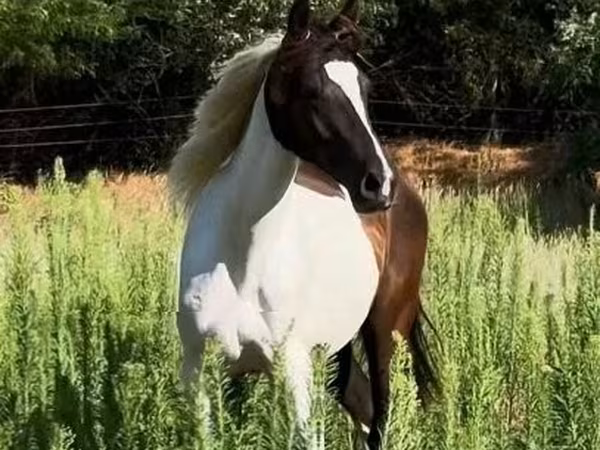Mare, Horses — Hungary