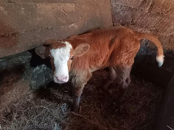 Krava, Simmental cattle