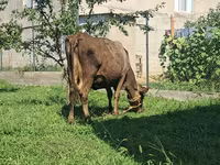 암소, Swiss cattle — 사진 4