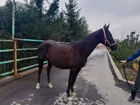مادیان, Akhal-Teke — عکس 4