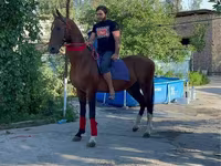 Асп, Arabian horse — акс 1