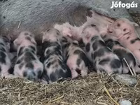 Cinghiale, Гёттингенский минипиг — foto 2