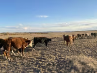 Lembu jantan, Cattle — foto 2