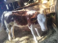 Bovini (lotto, sesso non specificato), Simmental cattle — foto 1