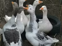 Geese — عکس 1