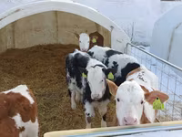 Bik, Simmental cattle — fotografija 2