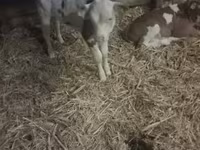 Toro, Razza grigia ungherese — foto 1