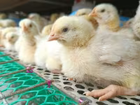 Chickens — foto 6