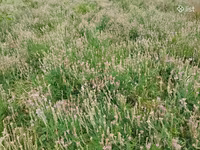 Կորնգանի խոտի տուկ — புகைப்படம் 3