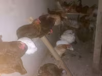 Chickens — Foto 1