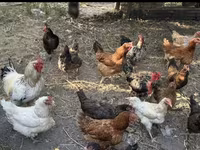 Chickens — 照片 2